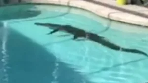 אורח לא רצוי: תנין במשקל 150 ק"ג הסתנן לבריכה