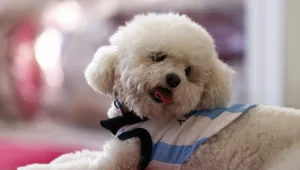 קורע: צפו בדב שהפך לכלב