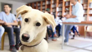 מכת מדינה: גניבת כלבים לאור יום