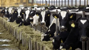 חיות החווה שוות מיליארדים