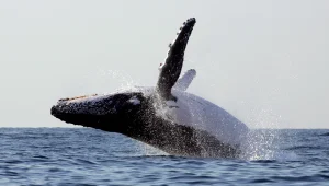 PETA נגד Assassin’s Creed 4