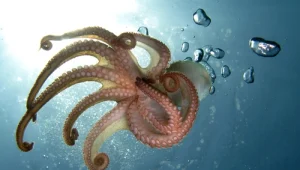 שיחה עם יוצרי הסרט זוכה האוסקר "מורתי התמנונית"