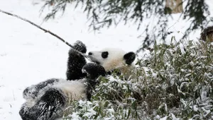 ויראלי לסופ"ש: 7 סרטונים שבטח פיספסתם