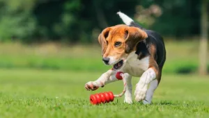חופשי: אפלקציה למציאת גינות כלבים