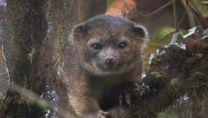 הכי ויראלי: קטעי הווידאו שעשו את היום