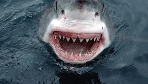 אורלי וגיא: איך להתגונן במקרה של תקיפת כריש?