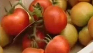 משבר העגבניות נוסח מצרים: בעל רצח את אשתו שקנתה מהירק המתייקר