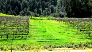 המלצות: טיולי יקבים בחול המועד פסח