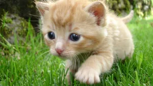 התנדבות: אולסטארס