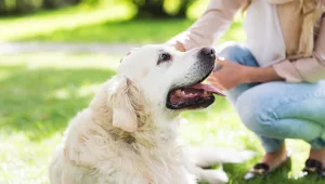20,000 ש"ח בתמורה למידע על כלב