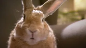 מה המצב, דוק?