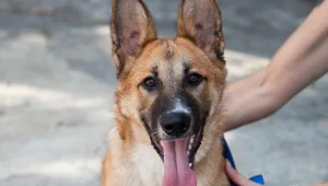 אורלי וגיא: חמש יחידות באילוף כלבים