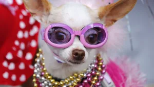 להיט: רשת חברתית לכלבים