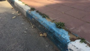 הצינור 26.12.18: החיוב של פנגו