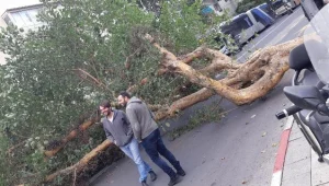 מזג אוויר סוער: עצים קרסו מעוצמת הרוחות; שלג כבד בחרמון. צפו