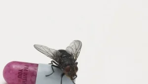 האזינו: האלבום החדש של הרד הוט צ'ילי פפרז