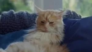 החתול שרצה להיות כלב