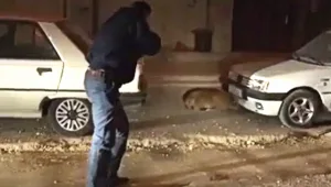 קשה לצפייה: שוטרים פלסטינים יורים בעשרות כלבי רחוב