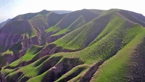 מרהיב: מדבר יהודה נצבע בירוק אחרי הגשם. צפו