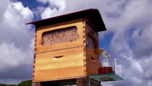 פיתוח מתוק: הברז שיוציא לכם דבש