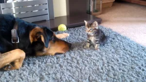 חברים הכי טובים: הכלב והחתלתול