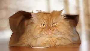 החתול עם הפרצוף הכי עצבני בעולם