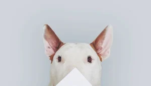 מהאשליה האופטית המטורפת ועד תרנגולי הודו אלימים : 9 סרטונים ויראלים מהשבוע שאתם פשוט חייבים לראות