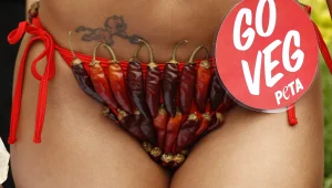 פורנו למען בעלי חיים