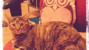 הערכות: גוגל מפתחת שירות חברתי חדש לשיתוף תמונות