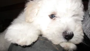 חיים של כלב: מארק צוקרברג מאמץ כלבלב