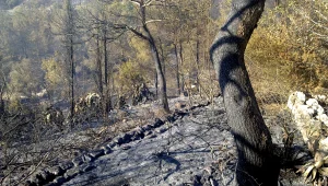 הפגיעה בנדל"ן: "ערך הדירות בכרמל עלול לרדת בגלל הפגיעה בנוף"