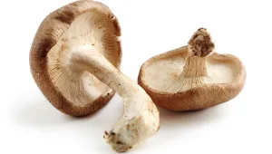 זהירות: אכילת פטריות עלולה להיות מסוכנת