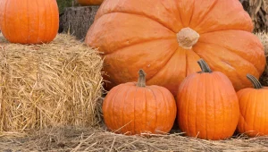 שיא כתום: דלעת ישראלית במשקל 358 קילו