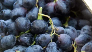 8 מאכלים שיעשו פלאים לעור הפנים שלכם