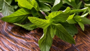 איך להתקרר עם צמחים