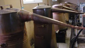 חלב אריות • הסודות מאחורי הערק