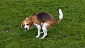 נמאס לכם להתכופף ולנקות אחרי הכלב שלכם? המוח הישראלי המציא פטנט לבעיה המסריחה הזו