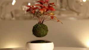 העציץ המעופף שכולם מדברים עליו