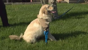 כלבה בעלת שלוש רגליים קיבלה את רגלה הרביעית היישר ממדפסת תלת מימד