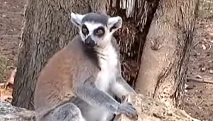 מאחוריך פול: אמי הקופיפה מנבאת את התזוזות בוול סטריט