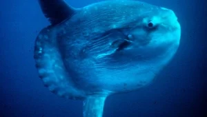 חדש: משחקים לאקווריום