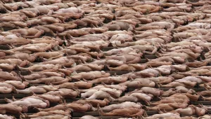 נציב פניות הציבור של הרשות: "עירום אומנותי במהדורת החדשות - חופש הביטוי והיצירה"