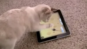 משחקים לחתולים (iPad)