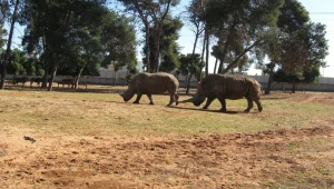 צפו: משלוח חיות לטורקיה