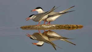 המלצה לטיול: הצפון קורא לכם