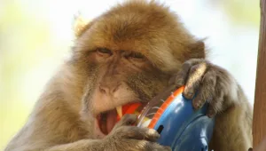 בילויי חנוכה לכל המשפחה