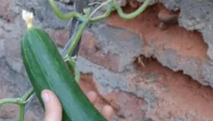 זה מה שיקרה לכם אם תאכלו 2 מלפפונים ביום