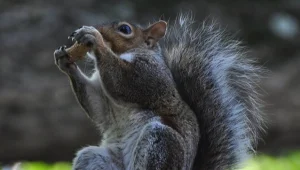 הלהיט החדש: האגוז שיגרום לכם לרזות בלי דיאטה