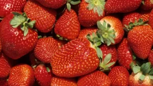 מפגש בין אוכל לאינטרנט