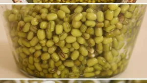 המדריך המלא להנבטה ביתית